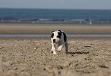 STAFFIE 250